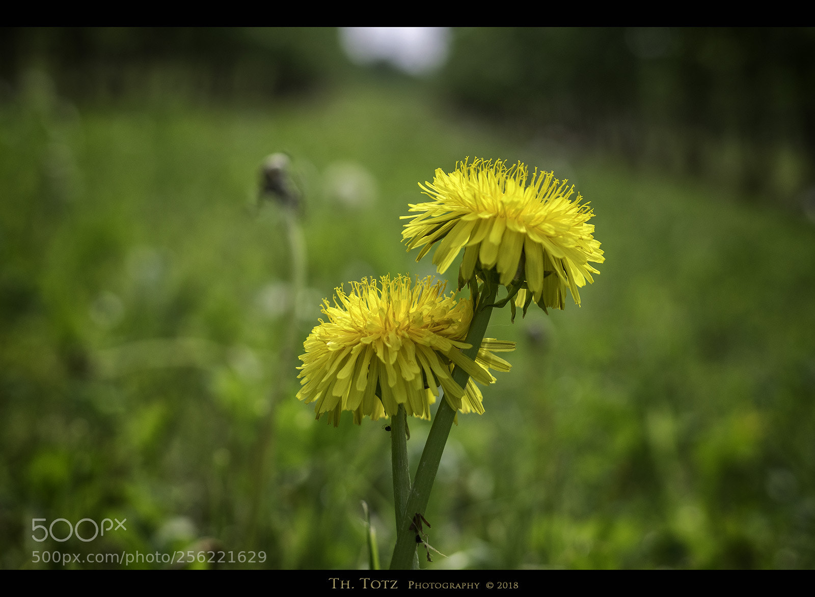 Olympus OM-D E-M1 sample photo. Dandelion photography