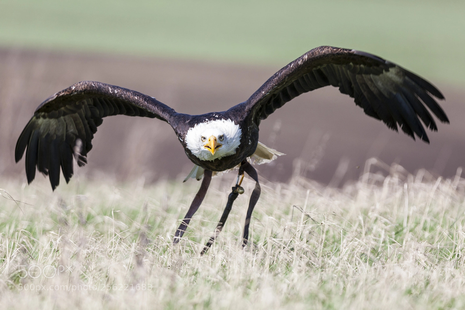 Canon EOS 5D Mark II sample photo. American white pelican flying photography