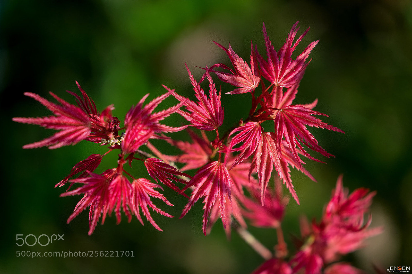 Nikon D5300 sample photo. Japanese maple photography