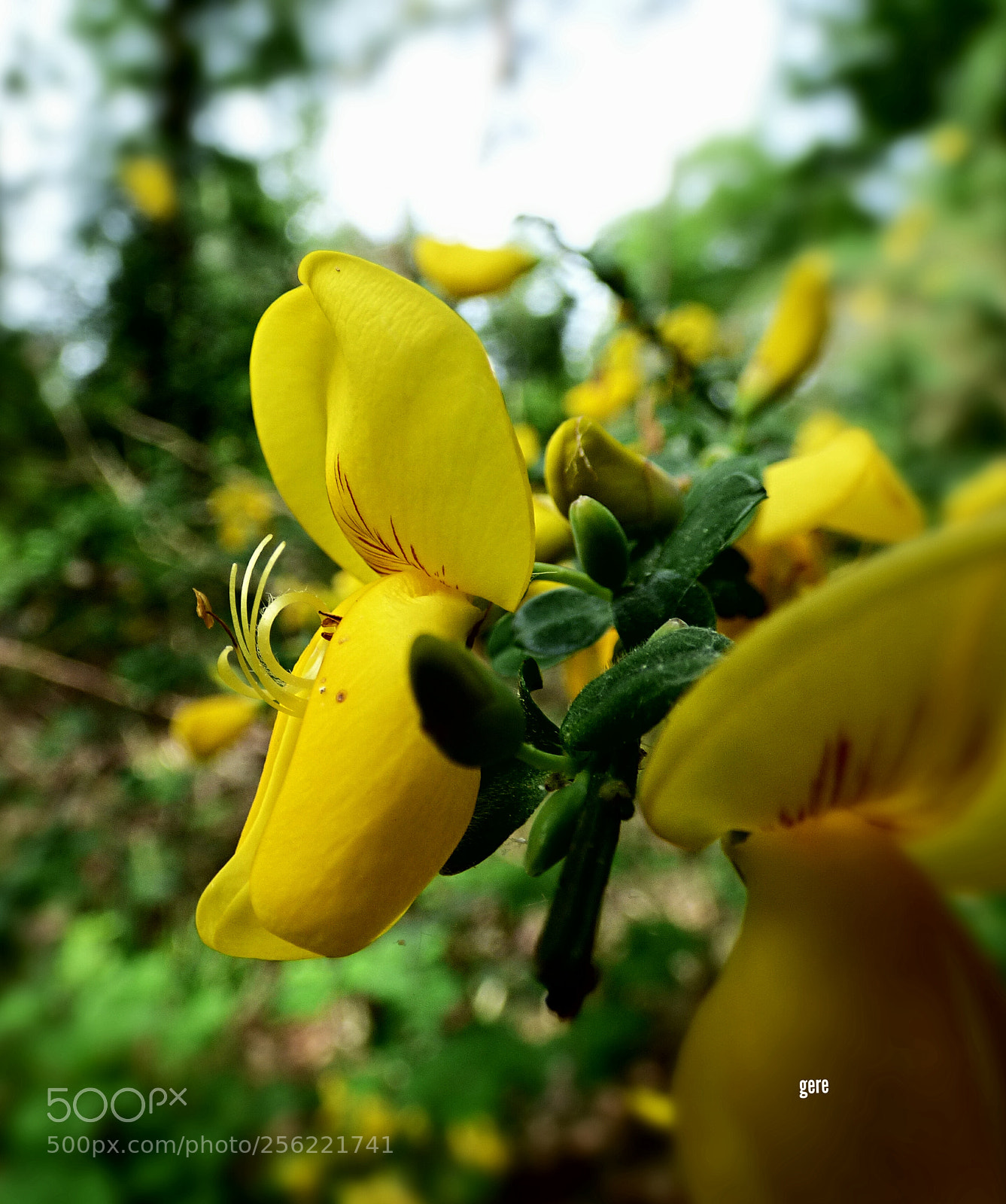 Panasonic DMC-FZ72 sample photo. Yellow photography