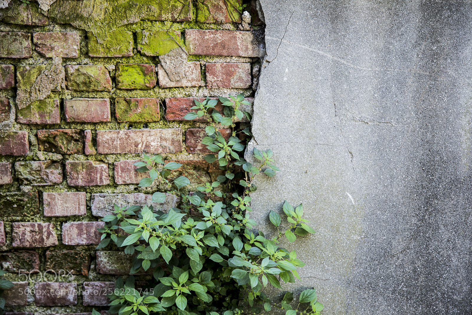 Canon EOS 6D sample photo. 2799 photography