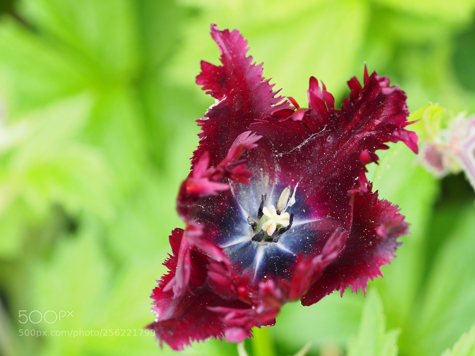 Olympus OM-D E-M5 II sample photo. Gezackte dunkle tulpe photography