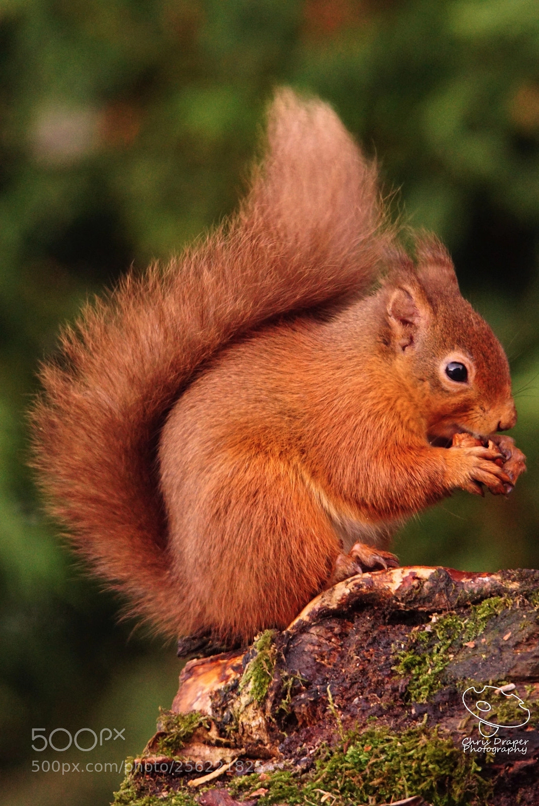 Sony ILCA-77M2 sample photo. Red squirrel photography