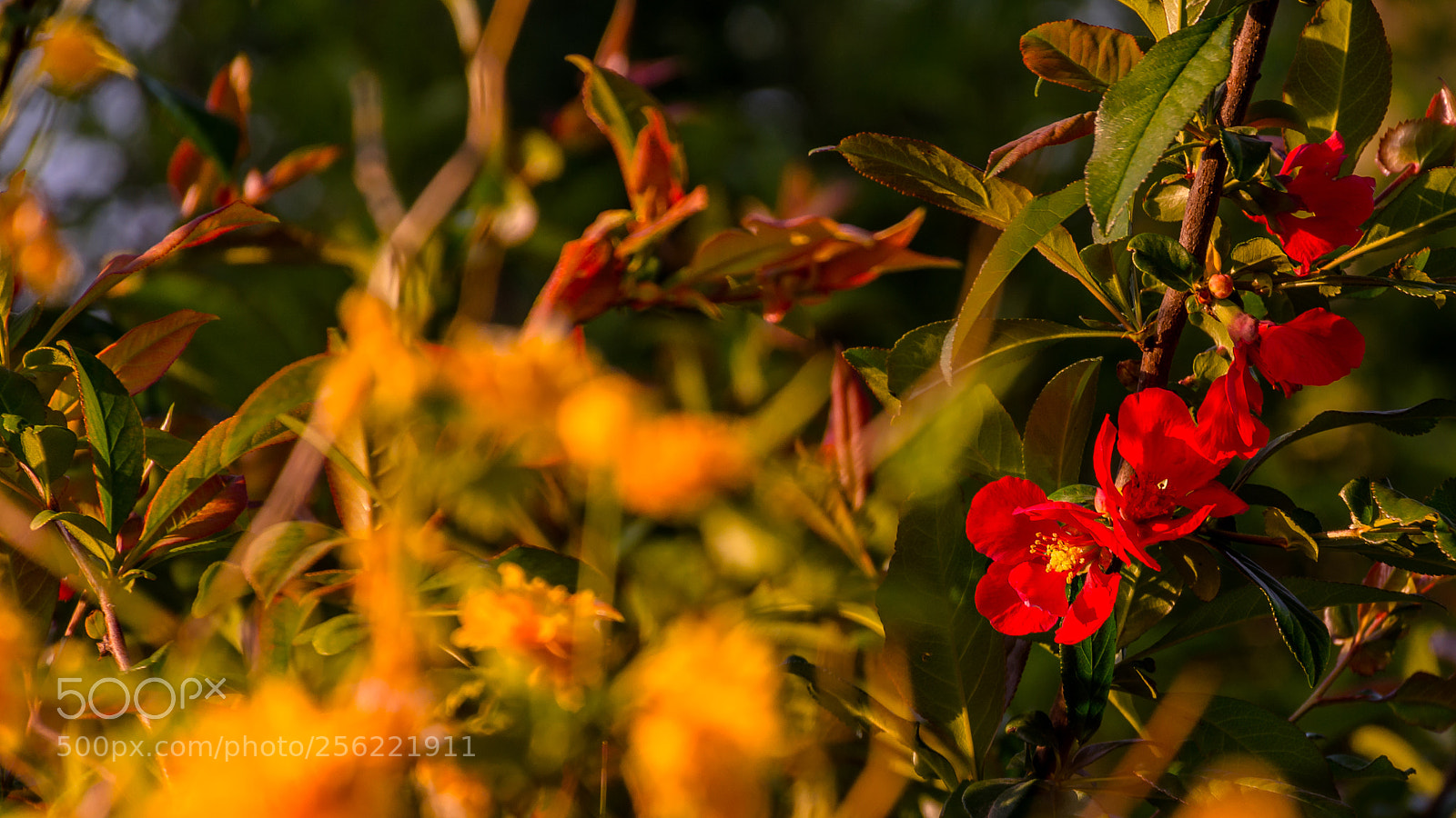 Nikon D7200 sample photo. Morning colors in the photography