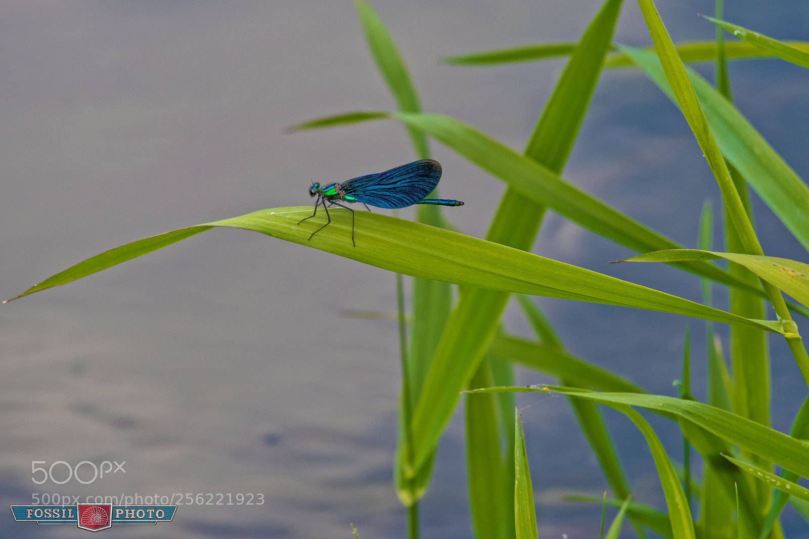 Canon EOS 80D sample photo. Banded demoiselle photography