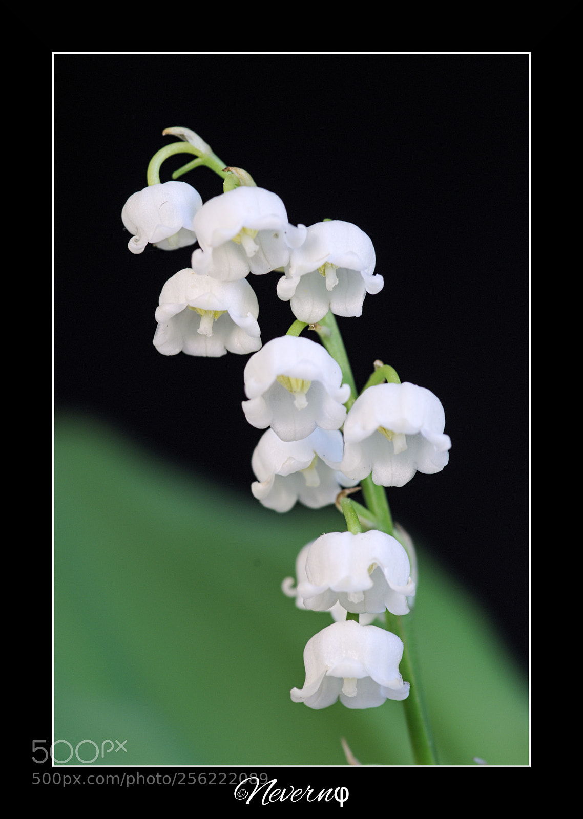 Pentax K-S2 sample photo. Lily of the valley photography