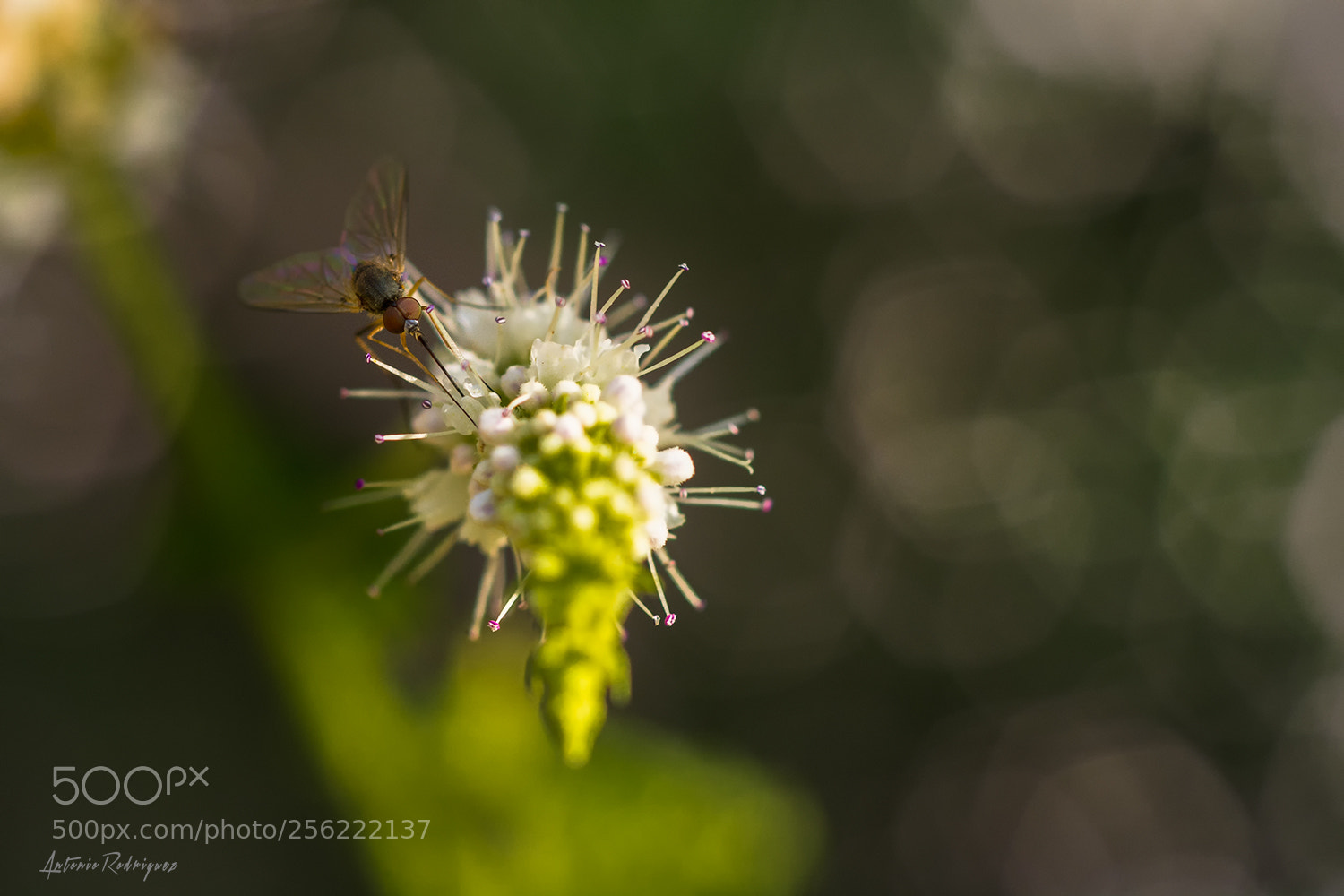 Nikon D7100 sample photo. Mosquita photography