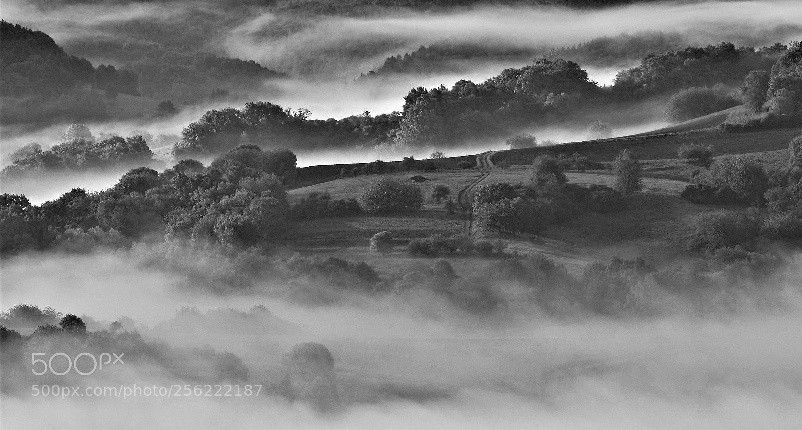Olympus OM-D E-M1 Mark II sample photo. Morning fog in the photography