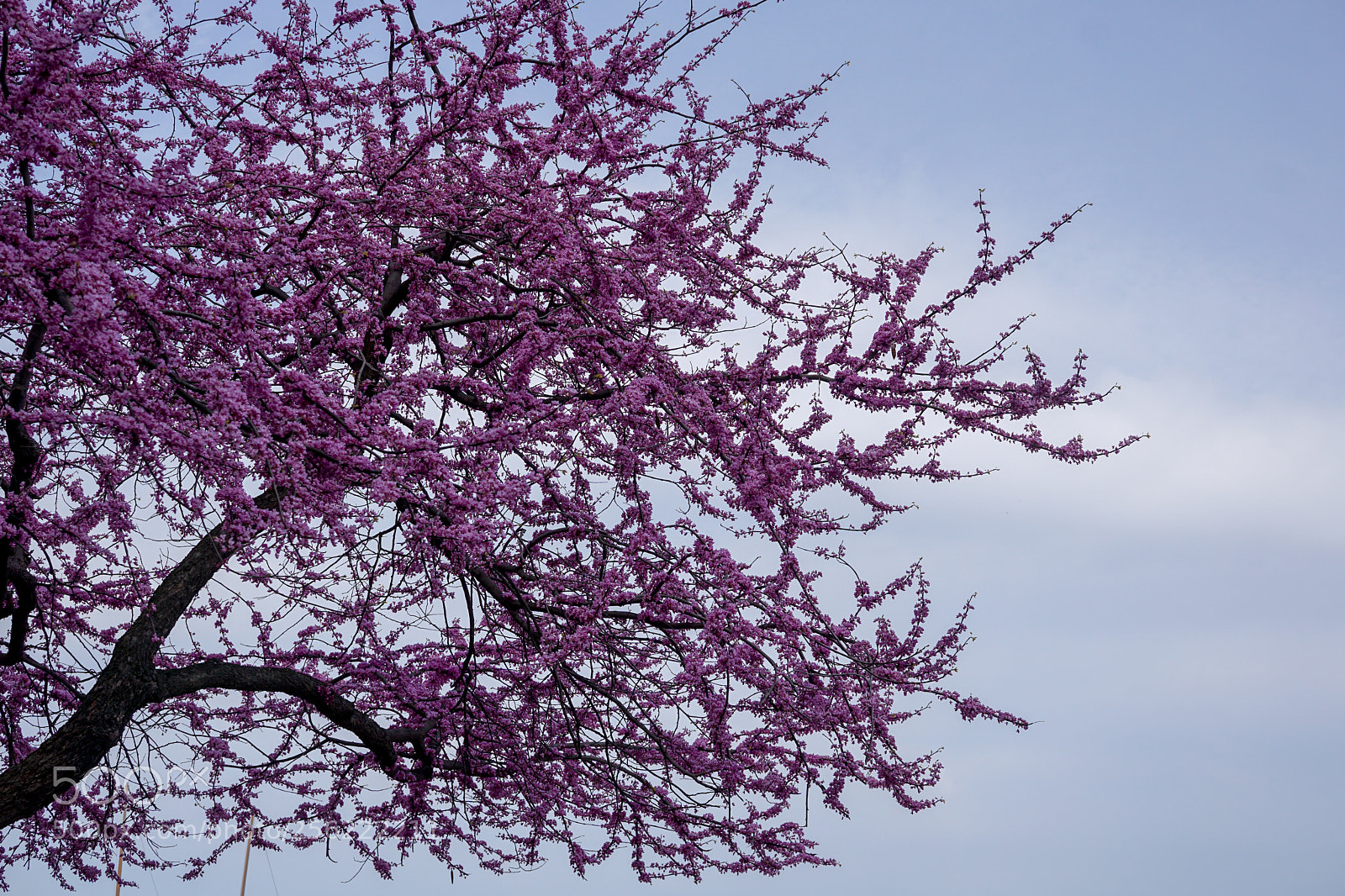 Sony a6000 sample photo. Tree n sky photography