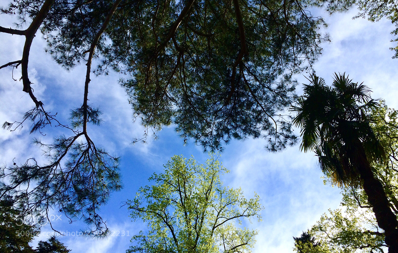 Apple iPhone 5s sample photo. Sky and trees photography