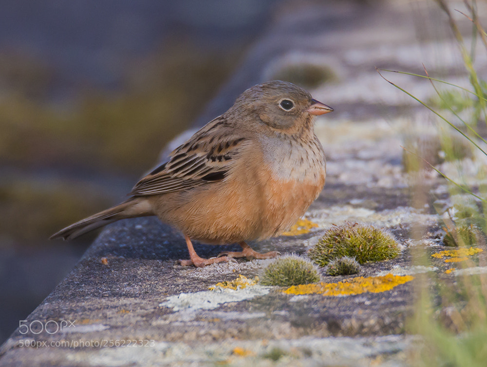 Canon EOS 70D sample photo. Bruinkeelortolaan / cretzschmar's bunting photography