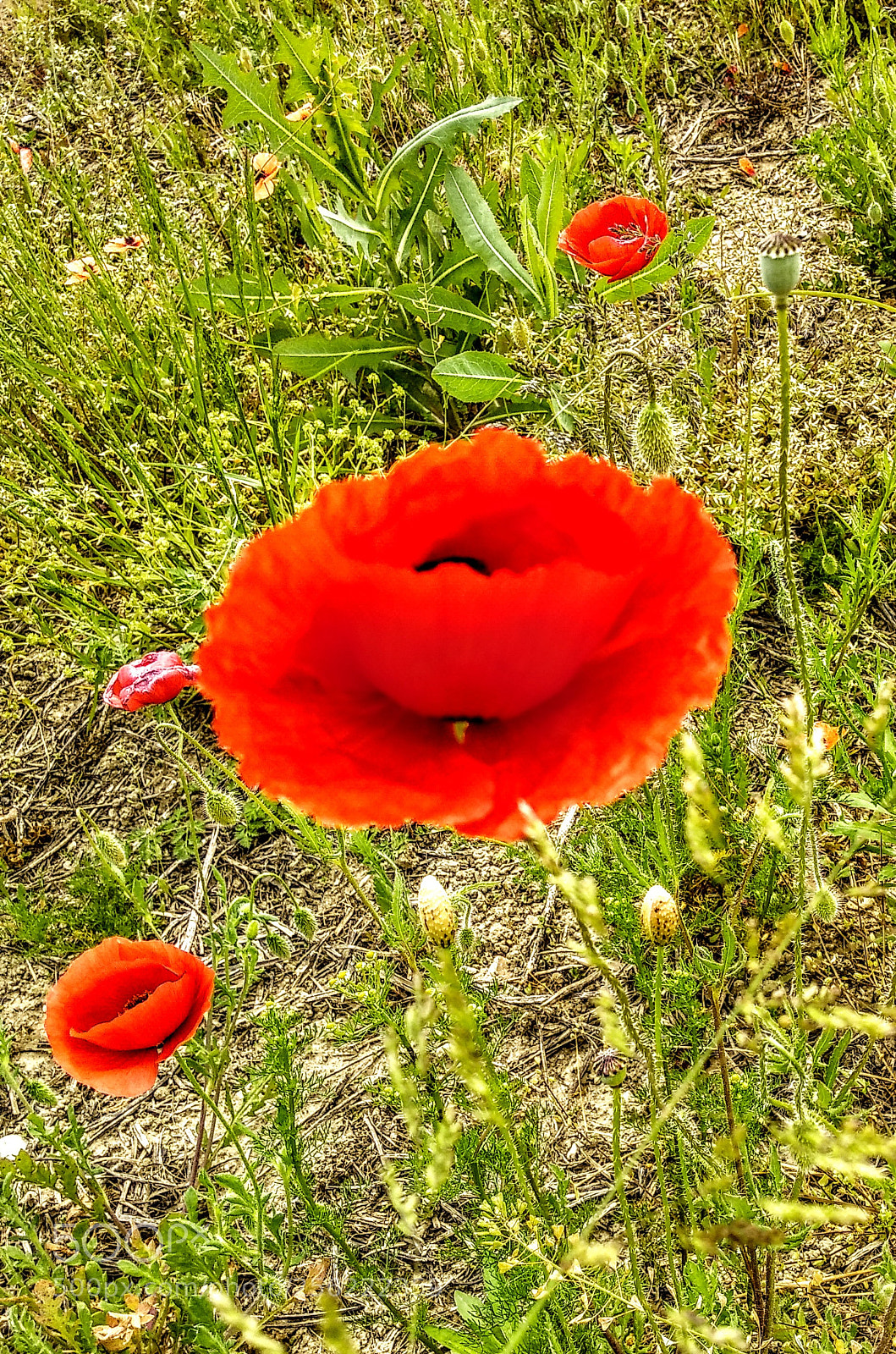 Xiaomi Mi A1 sample photo. Poppies photography