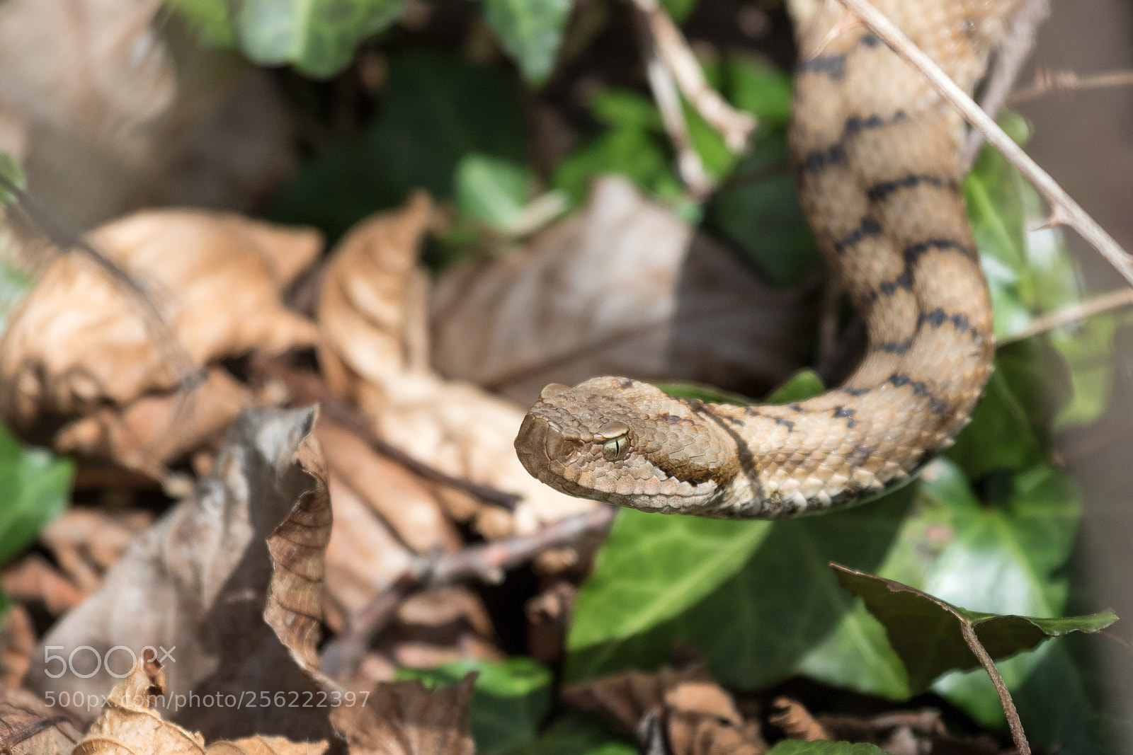 Canon EOS 7D Mark II sample photo. Aspisviper in nature photography