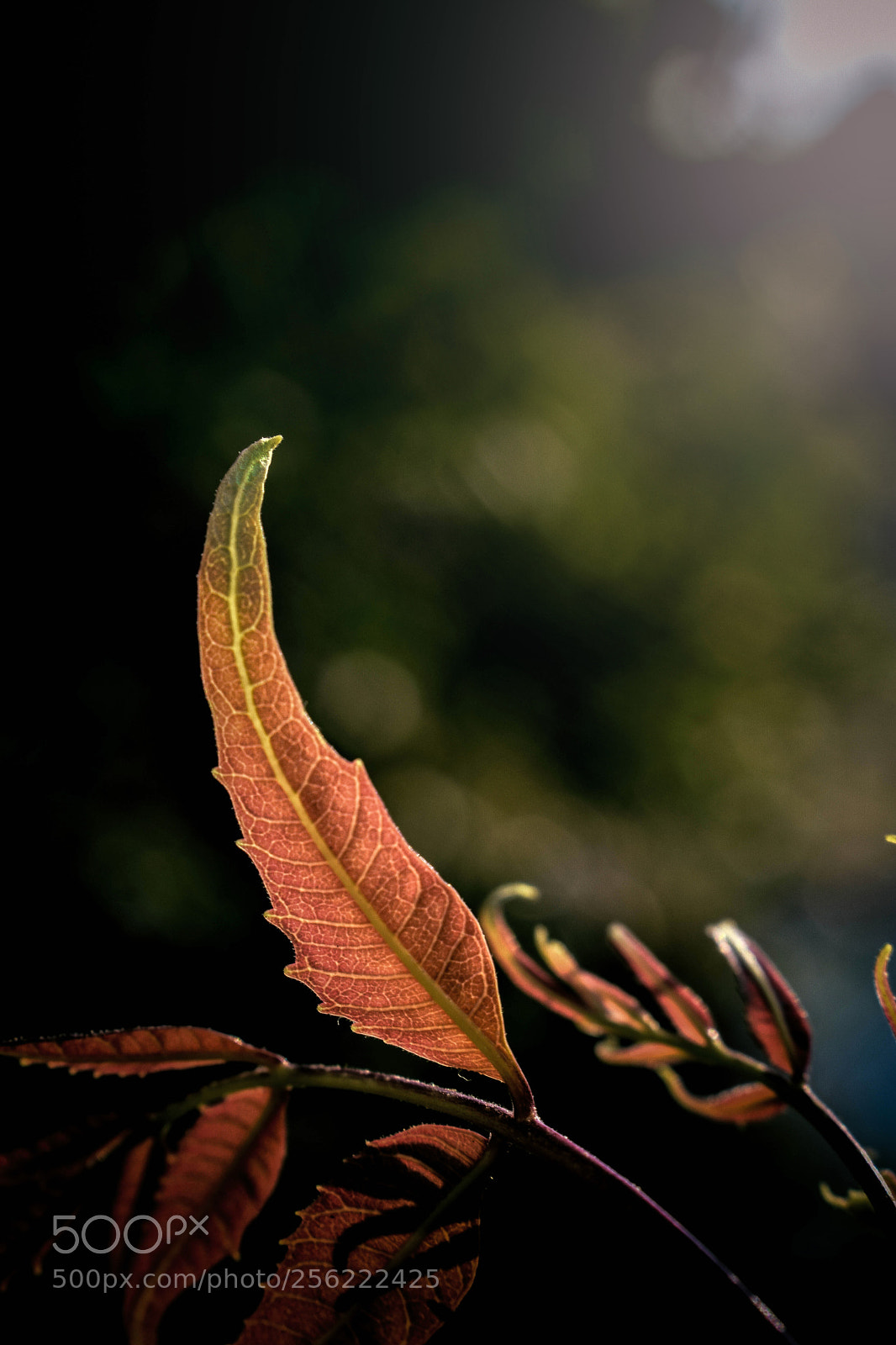 Nikon D3400 sample photo. Untitled photography