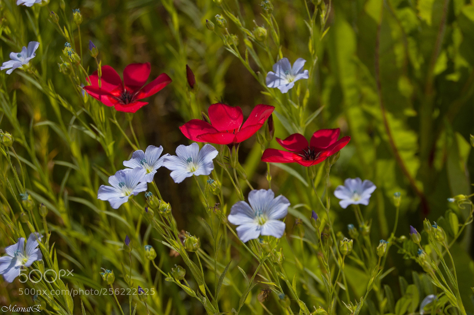 Nikon D50 sample photo. Come ali di farfalle.. photography