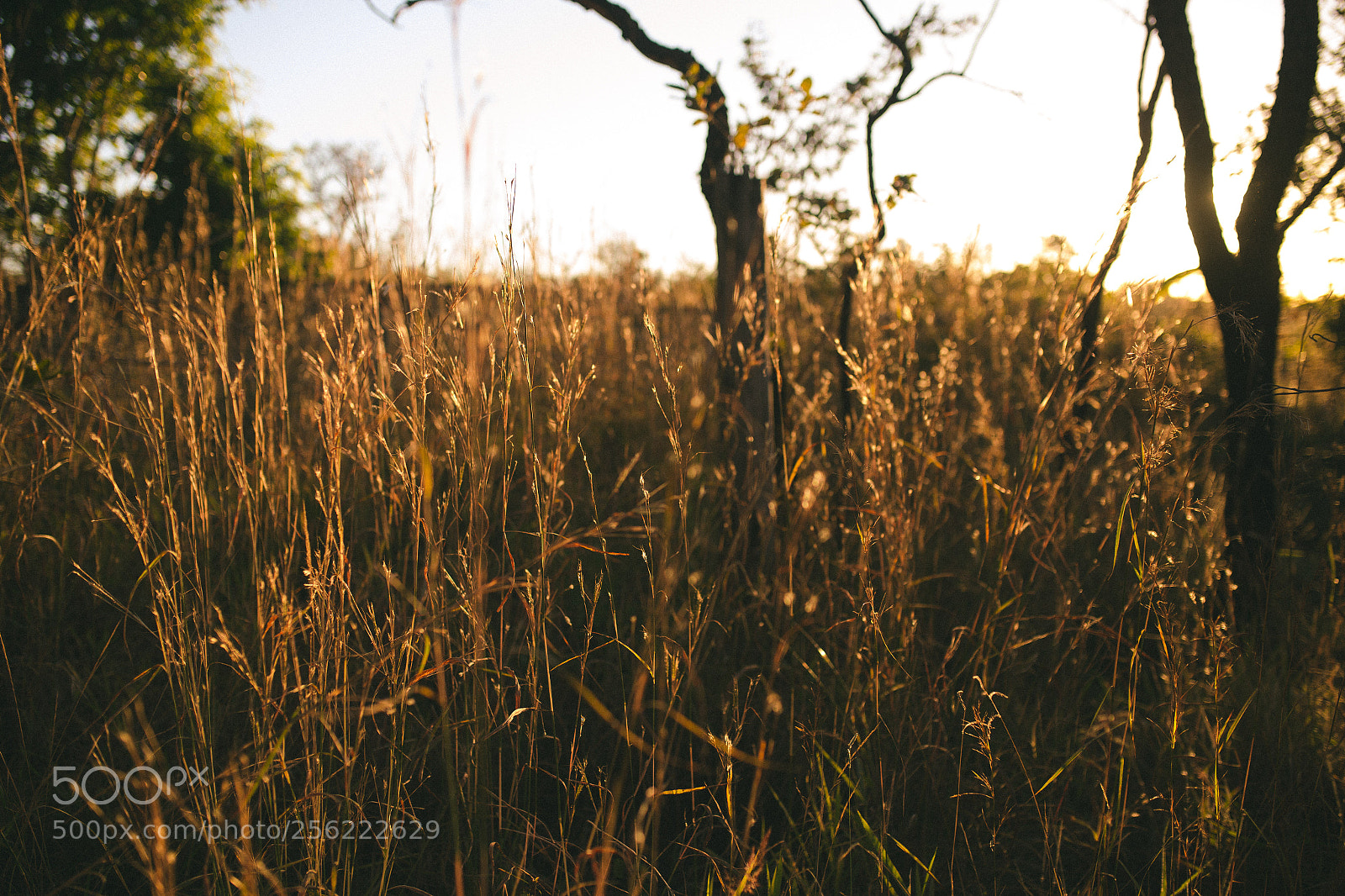 Canon EOS 6D sample photo. Sunrise in a farm photography