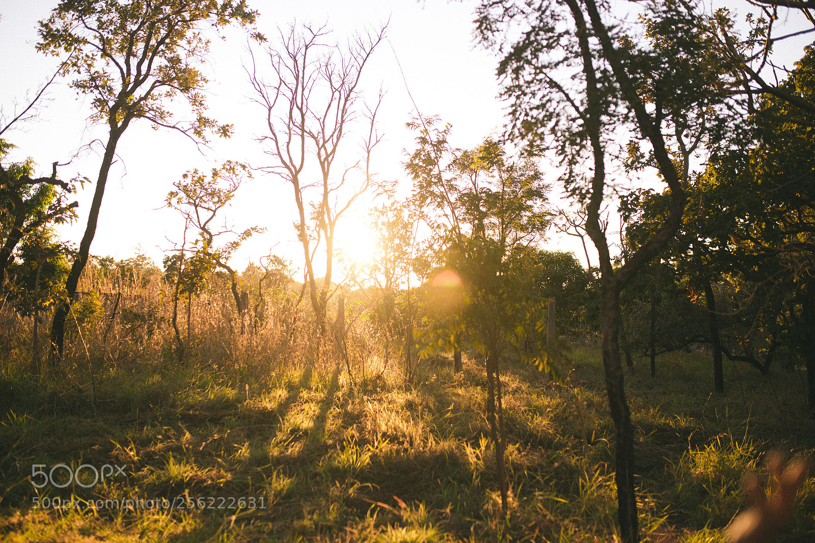 Canon EOS 6D sample photo. Sunrise in a farm photography