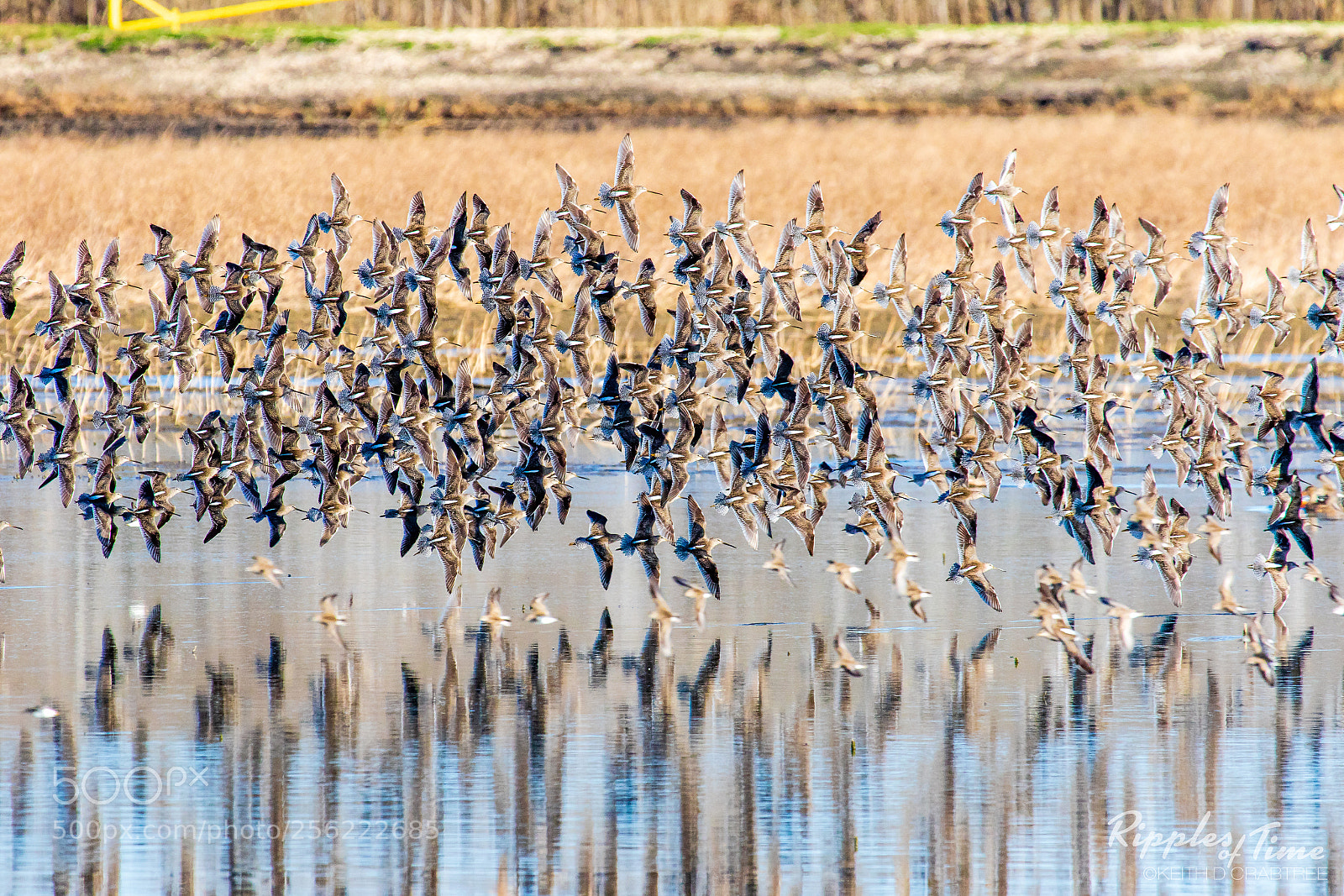 Canon EOS 7D Mark II sample photo. Short-billed dowitchers in flight photography