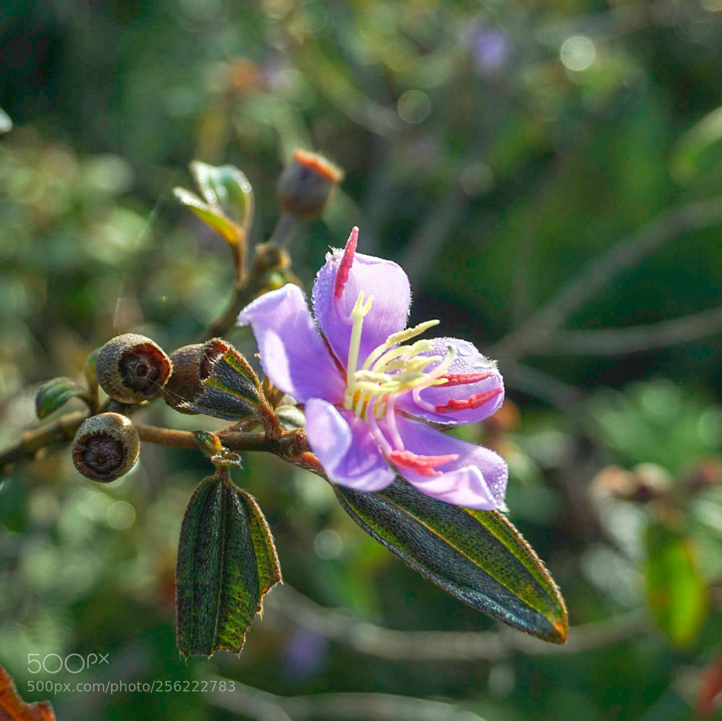 Sony a6000 sample photo. Wild flower photography