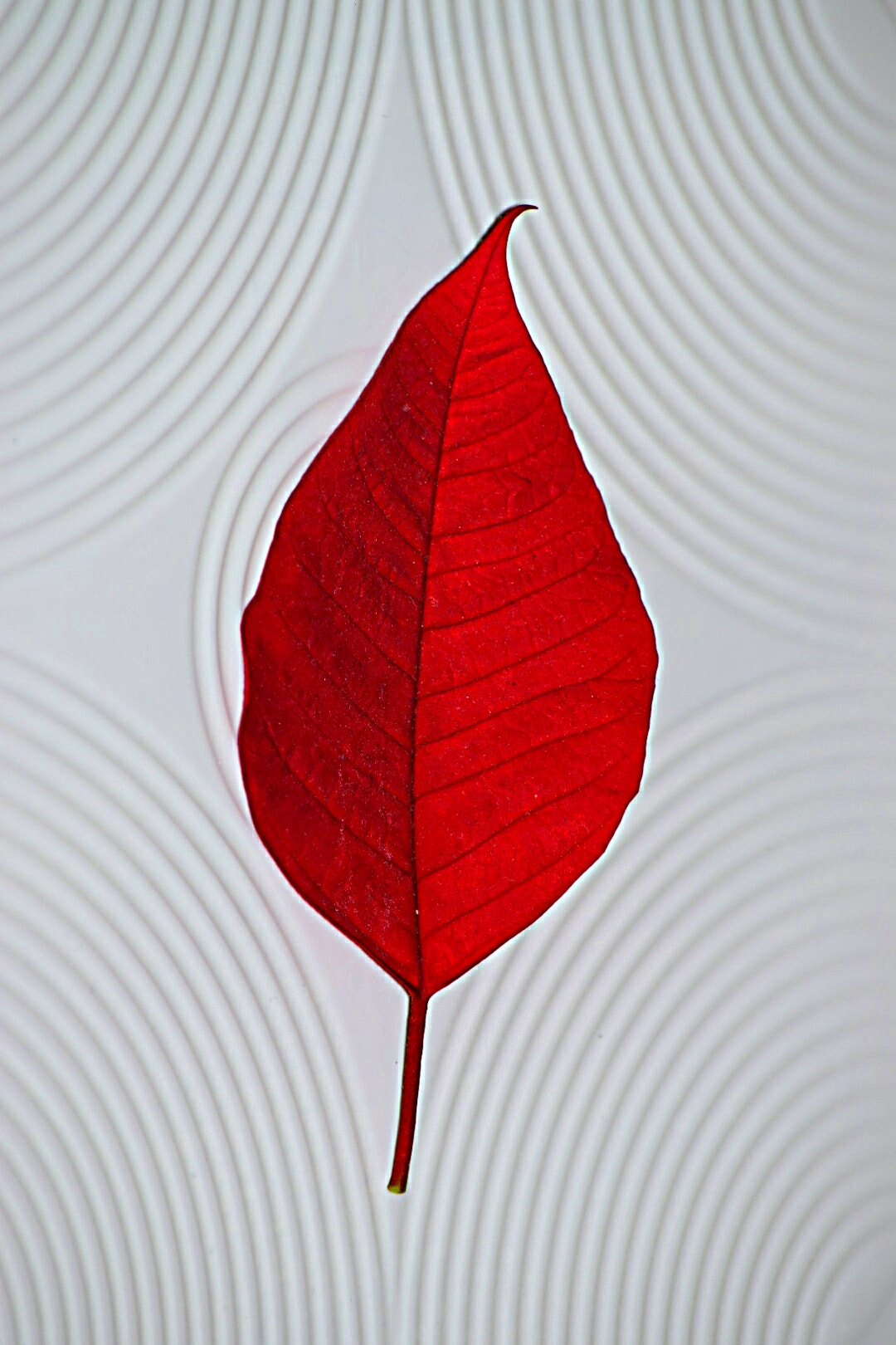 Nikon D5300 sample photo. Red leaf photography