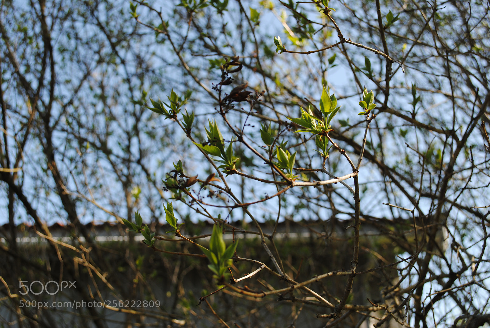 Nikon D3000 sample photo. Springtime photography