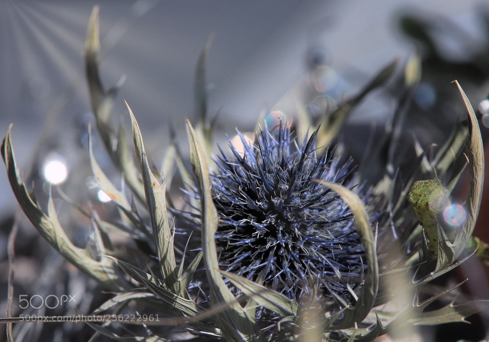 Canon EOS 5D Mark IV sample photo. Distel photography