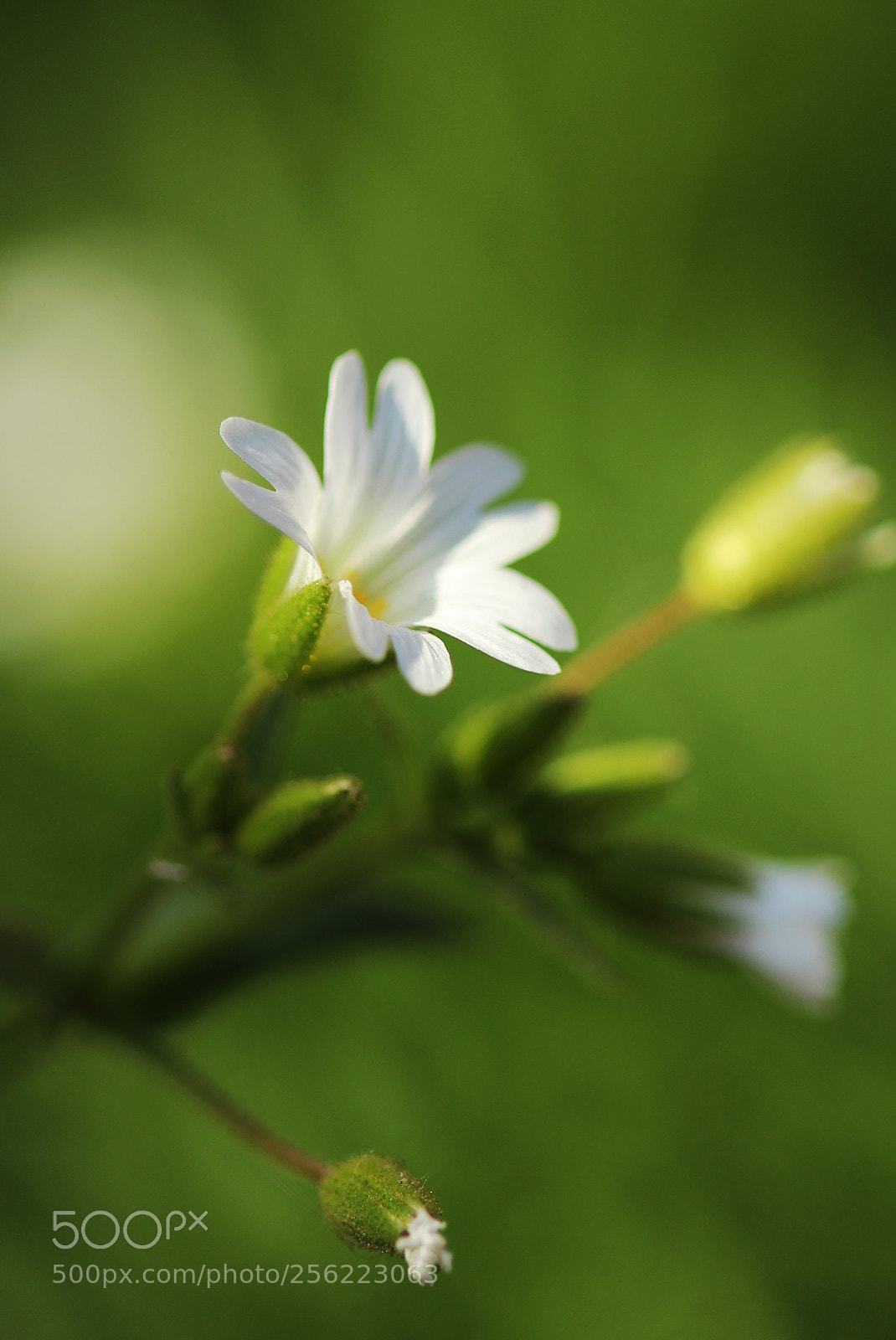 Canon EOS 600D (Rebel EOS T3i / EOS Kiss X5) sample photo. Small white flower photography
