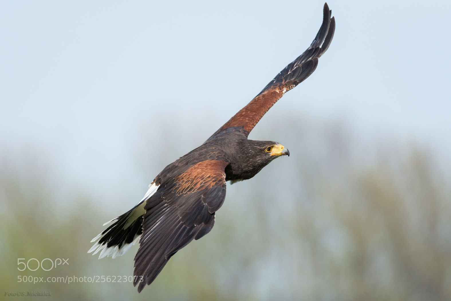 Nikon D7200 sample photo. Harris's hawk photography