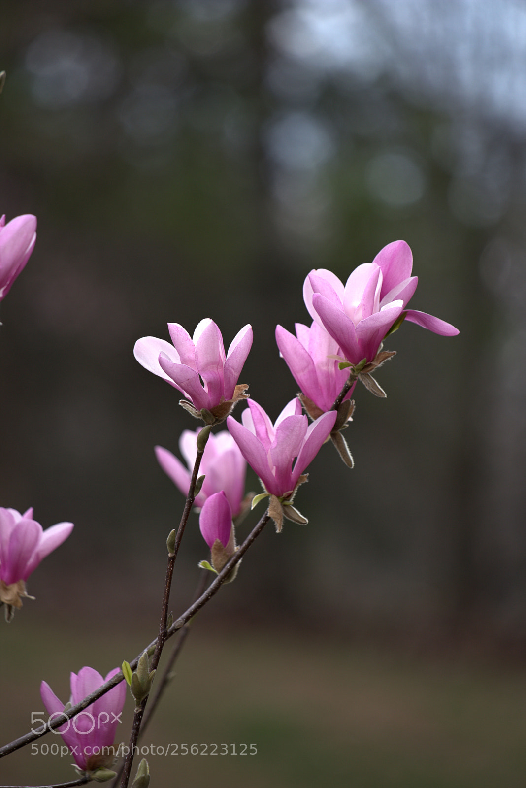 Canon EOS 6D sample photo. Magnolia blooms photography