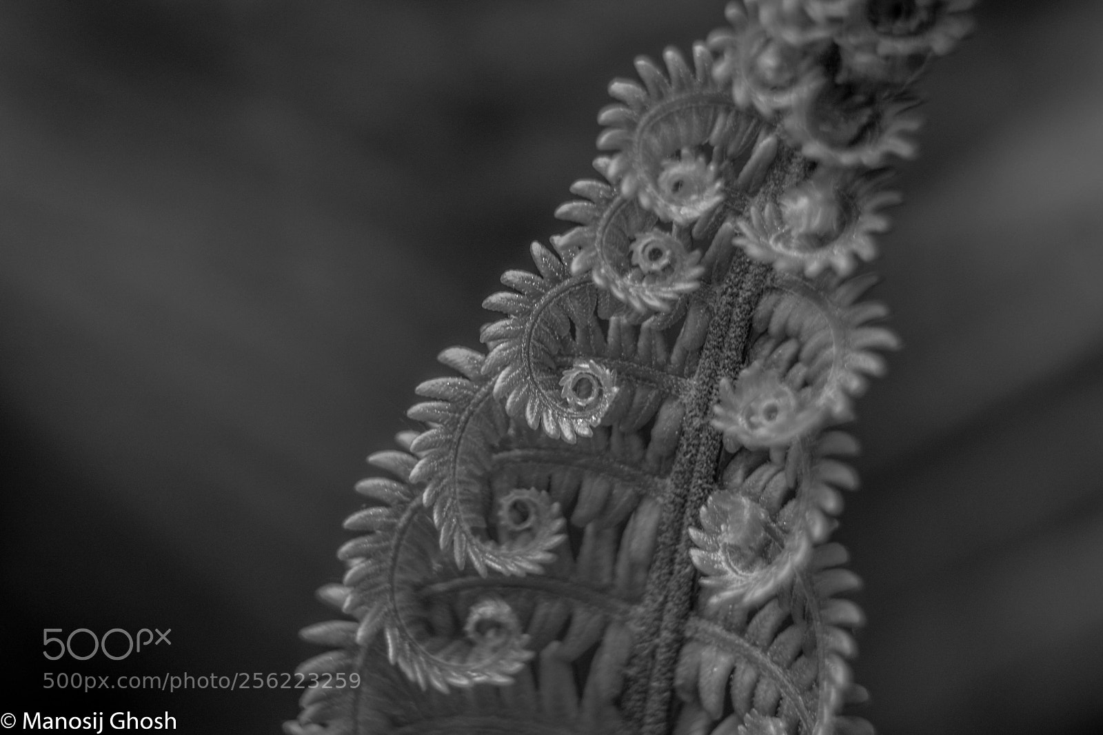 Nikon D5200 sample photo. Curl photography