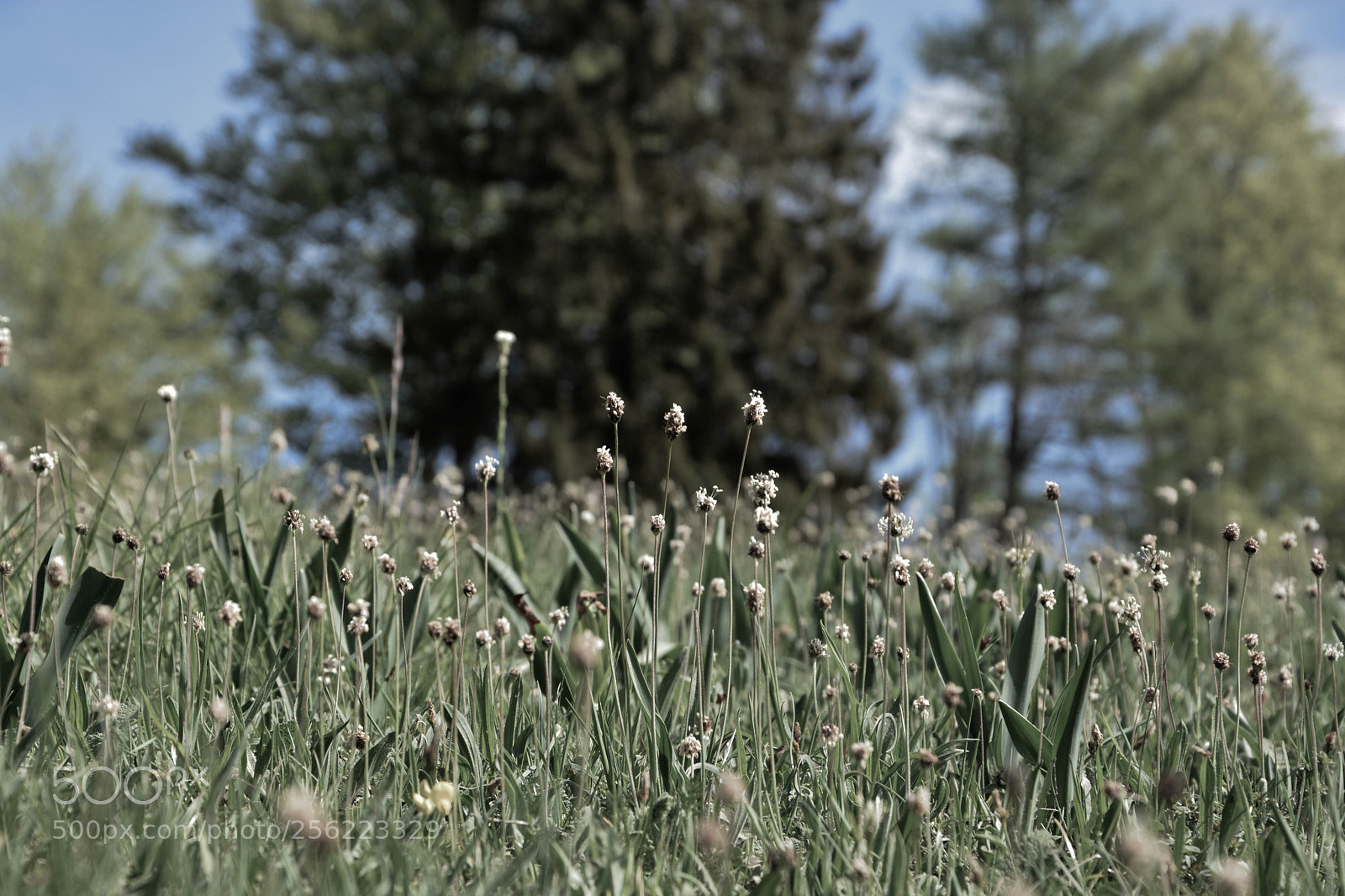 Nikon D5200 sample photo. Spring grass photography