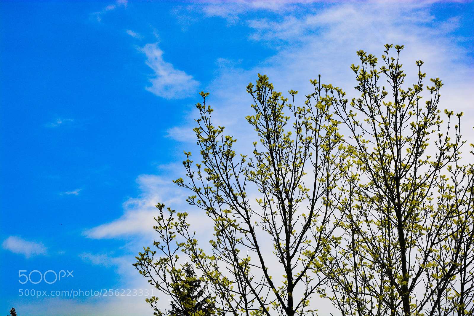 Nikon D5200 sample photo. Tree budding photography