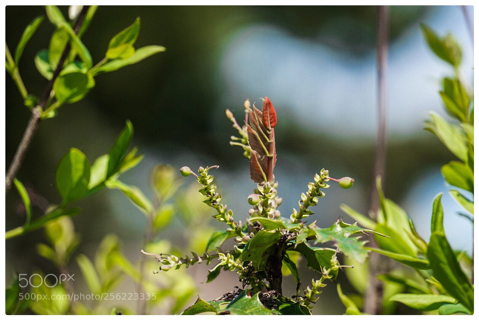 Sony a6000 sample photo. Untitled photography