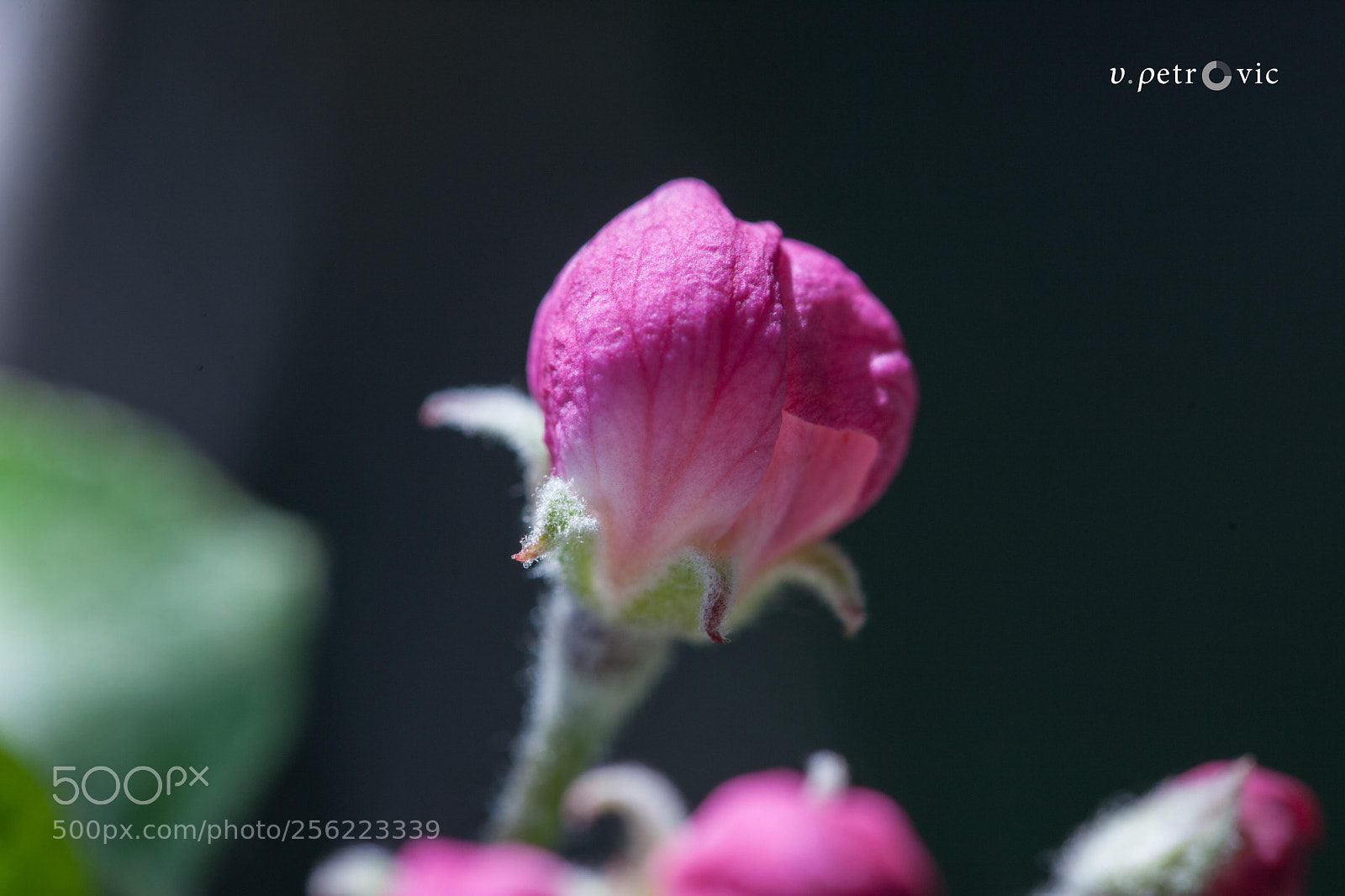 Canon EOS 5D Mark II sample photo. Apple photography