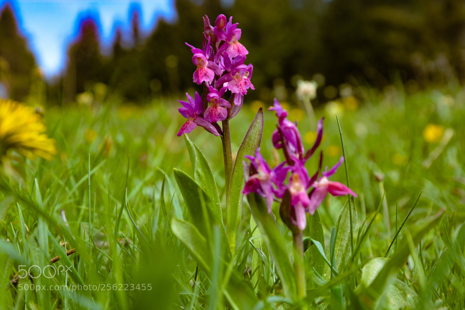 Nikon D5200 sample photo. Colourful spring photography