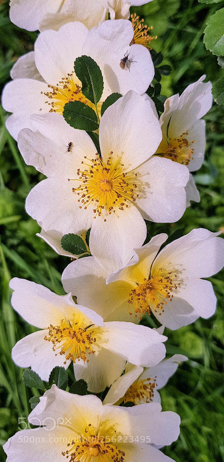Samsung Galaxy S8 sample photo. Yellow blooming magic photography