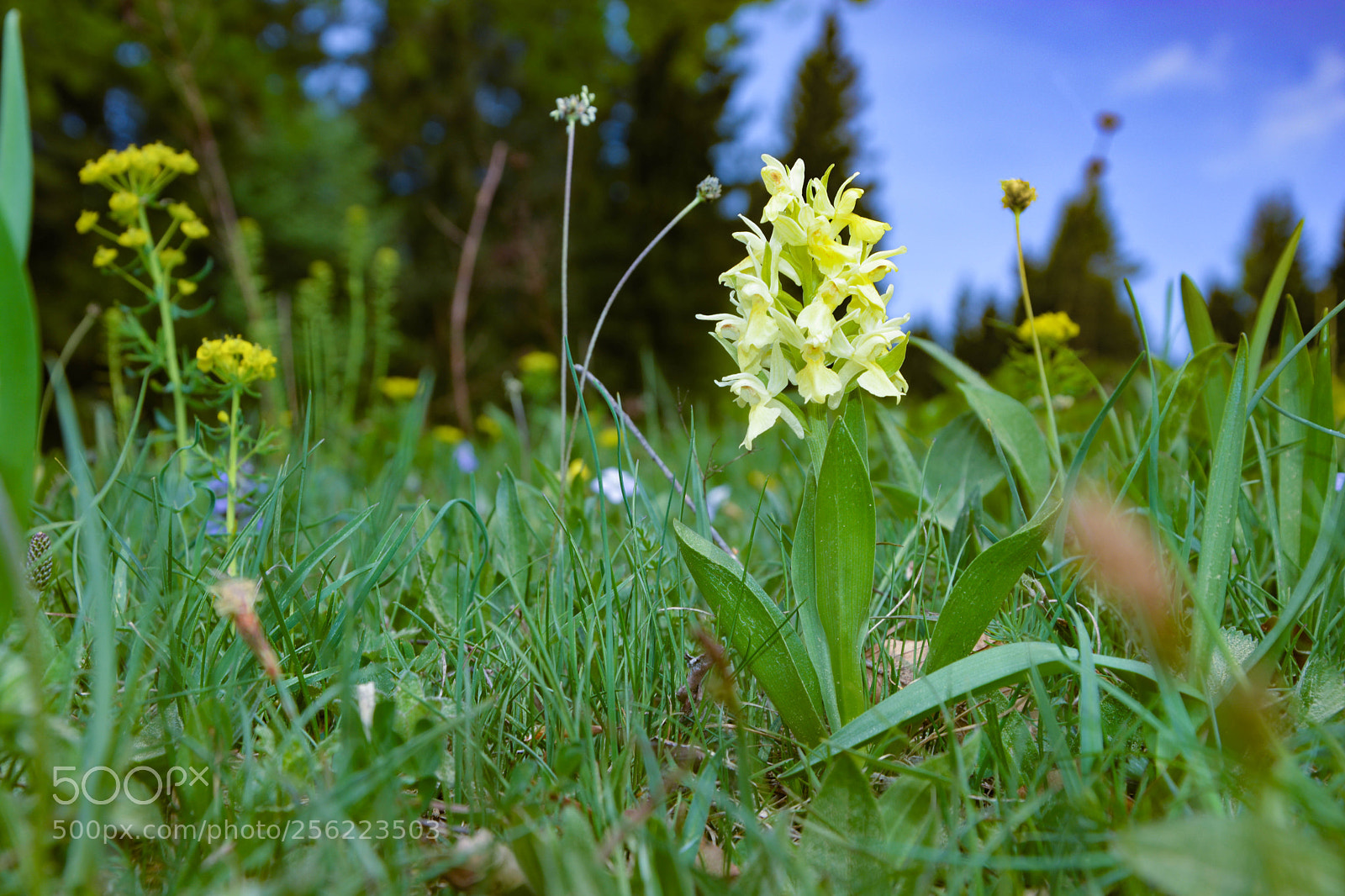 Nikon D5200 sample photo. Flowers all around photography