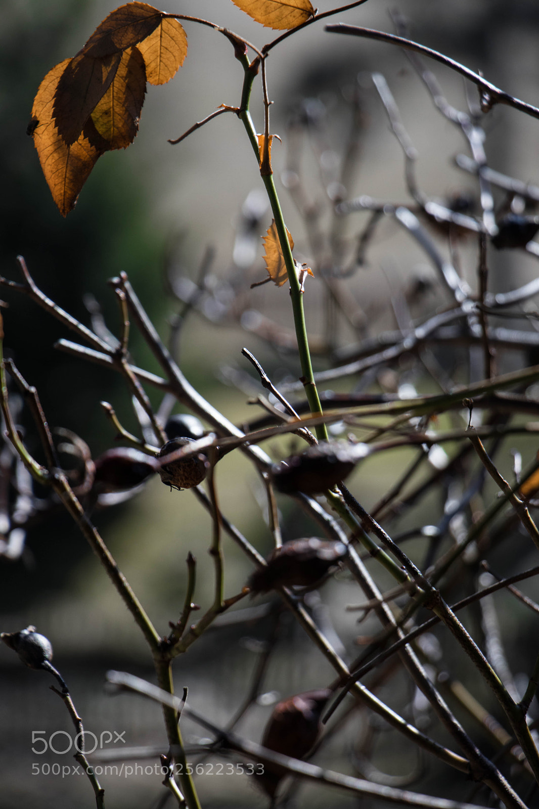 Canon EOS 80D sample photo. Faind fly ? photography