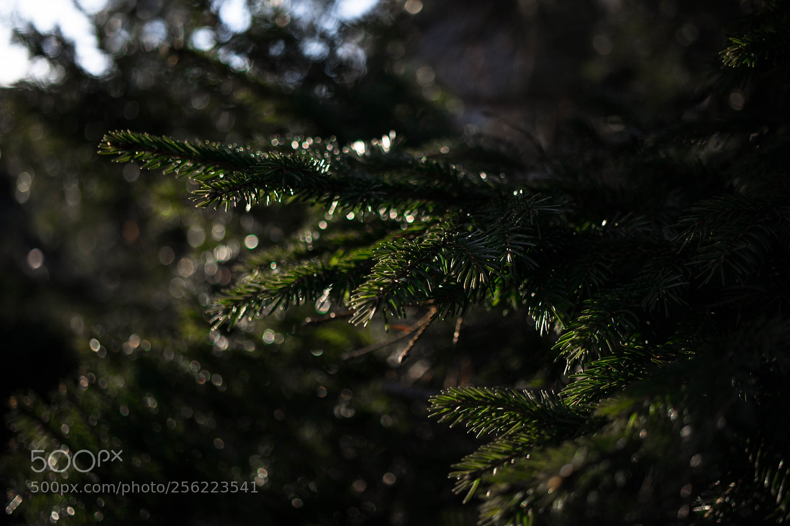 Canon EOS 80D sample photo. Detail of spruce ? photography