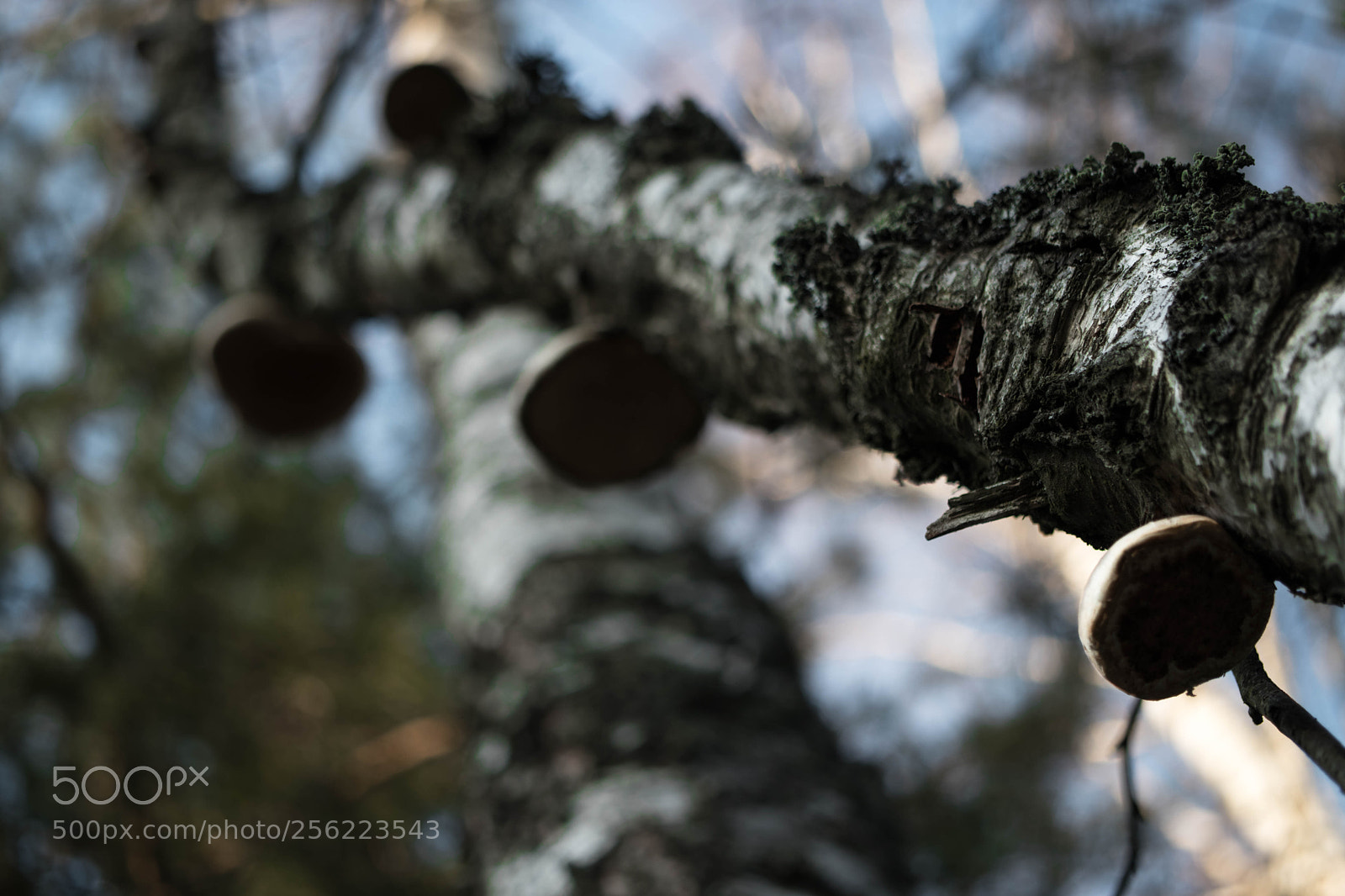 Canon EOS 80D sample photo. Detail ? photography