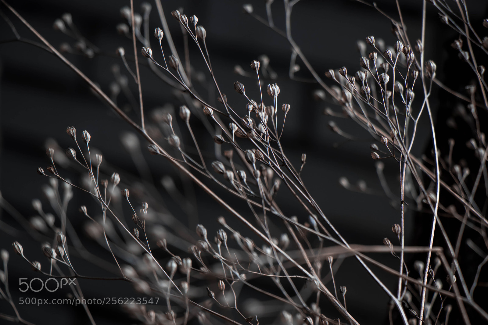 Canon EOS 80D sample photo. After winter photography