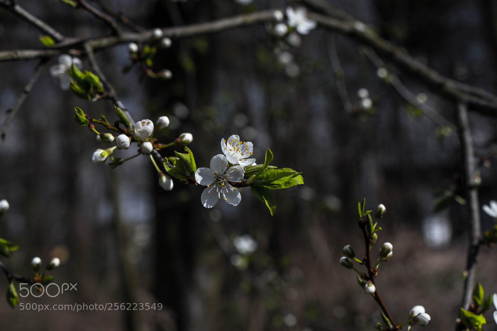 Canon EOS 80D sample photo. Spring is here ? photography