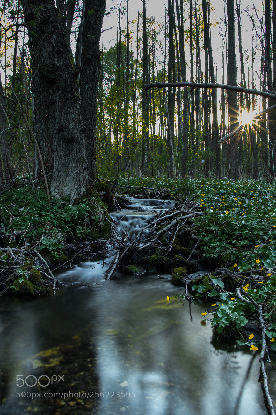 Canon EOS 80D sample photo. Sunrise in forest ? photography