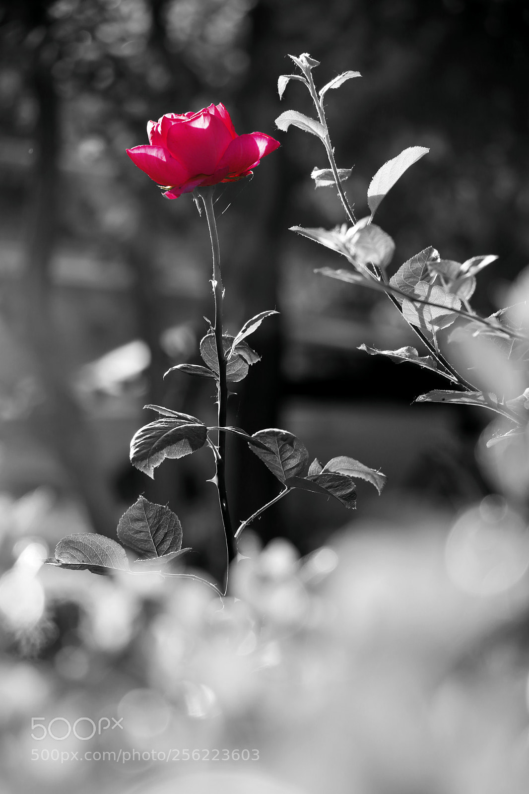 Canon EOS 80D sample photo. Flower photography