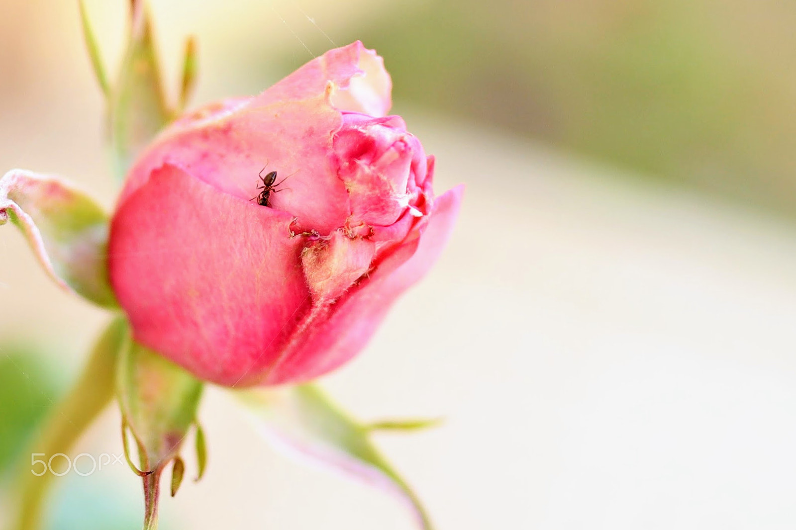 Canon EOS M50 (EOS Kiss M) + Canon EF-M 22mm F2 STM sample photo. Ant on a rose photography