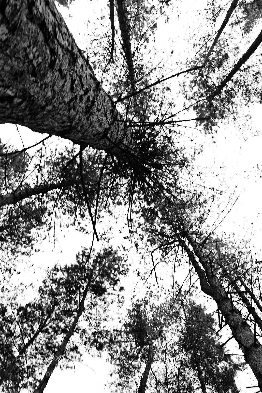 Canon EOS 500D (EOS Rebel T1i / EOS Kiss X3) sample photo. Look above photography