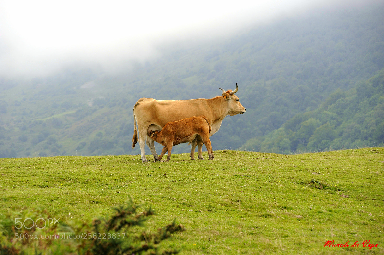 Nikon D700 sample photo. Asturiana photography
