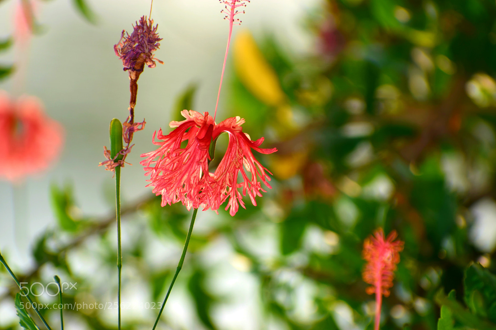 Nikon D5300 sample photo. Beauty of hibiscus photography