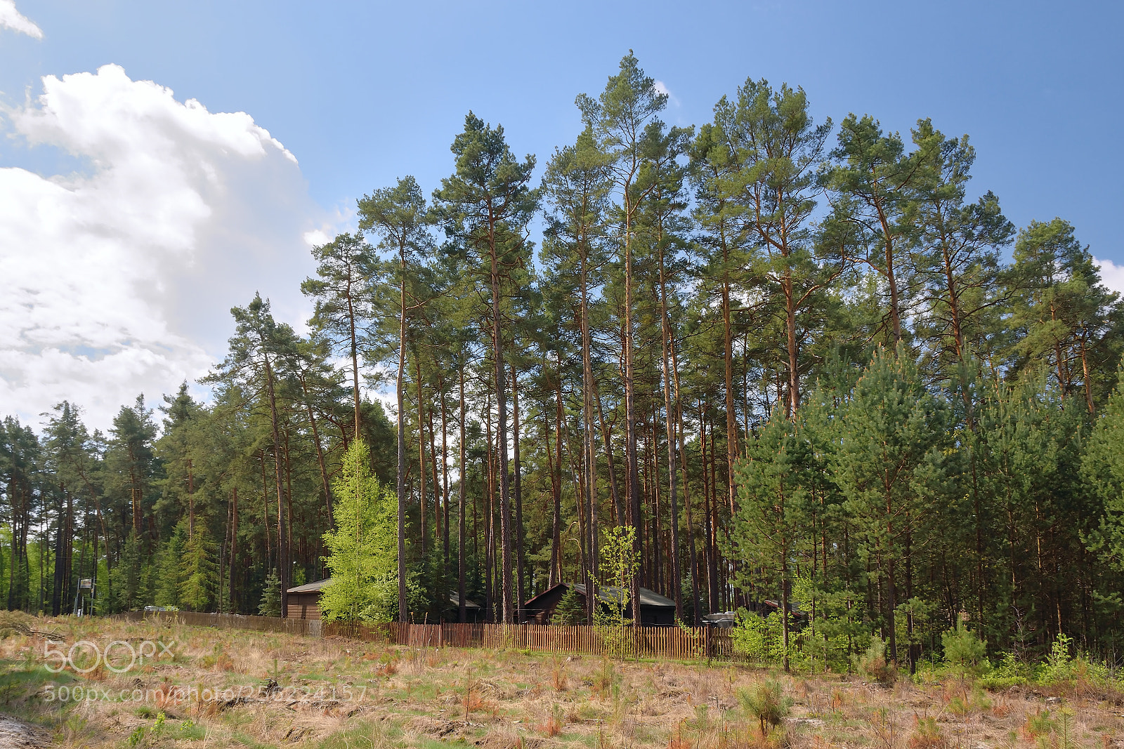 Nikon D5300 sample photo. Pine forest above autocamp photography