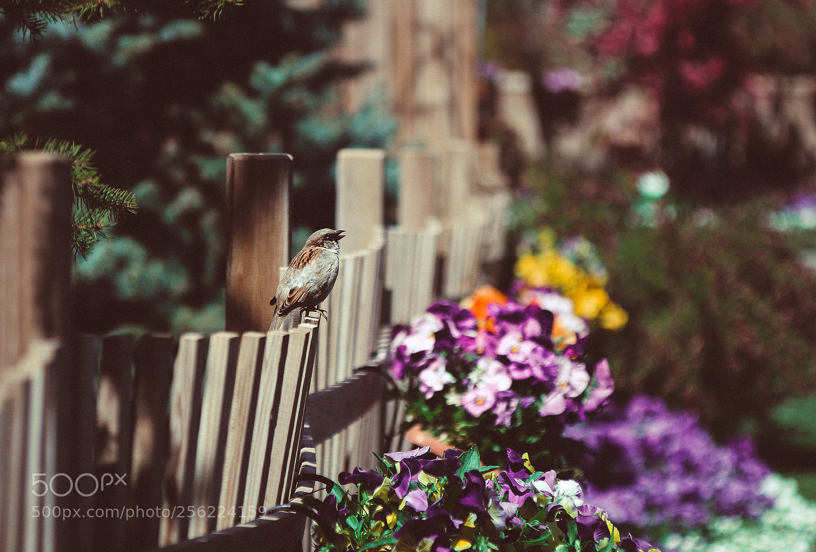 Canon EOS 70D sample photo. Spring photography